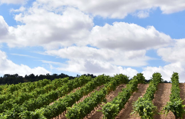 Concejo Bodegas Tour - Photo 1