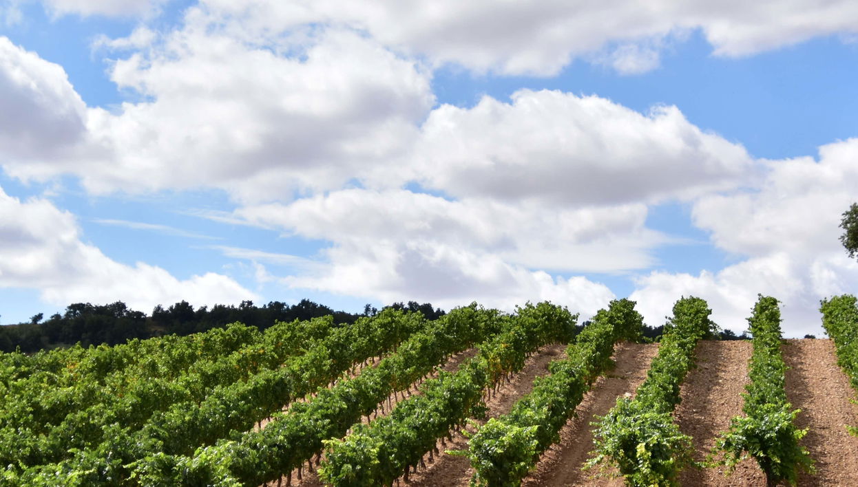 Visita a las bodegas Concejo