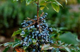 Ferienhaus Moser - Photo 22