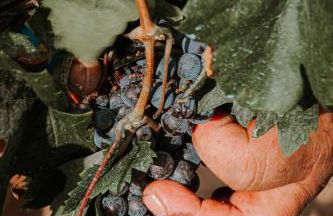 Finca Es Cabas - Foto 31