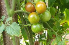 Holiday home, Apartman Obajdin - Foto 17