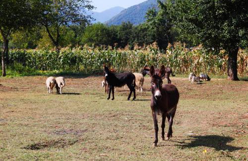Azienda Agrituristica Pericle - Foto 49