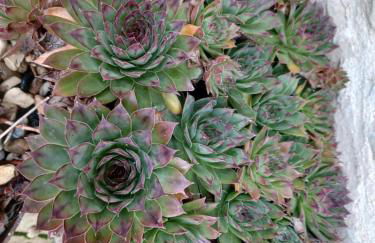 Wisteria Cottage at Gites de la Vienne - Foto 13