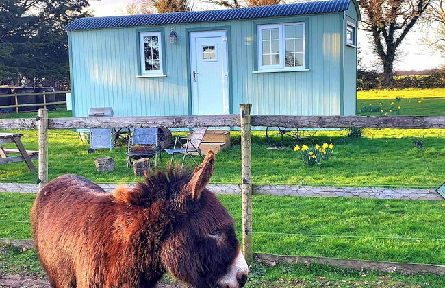 Starry Meadow - Foto 76