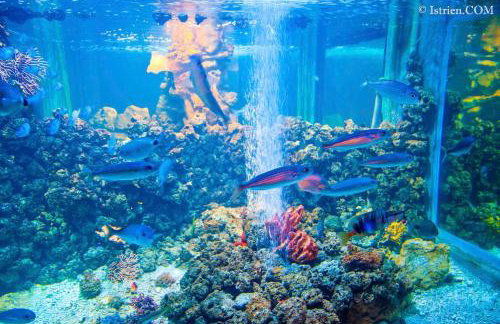 Apartment ULIKA Pula - Foto 38