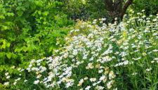 Ferienhaus Vogelsberg - Photo 2, Garden