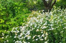 Ferienhaus Vogelsberg - Photo 2