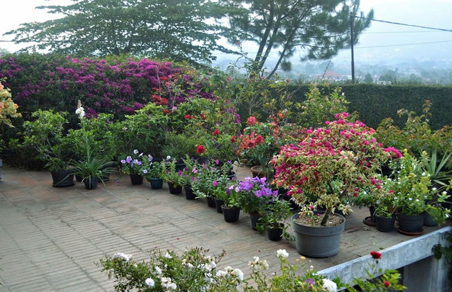 Vila Bunga Merah Gelatik - Photo 39