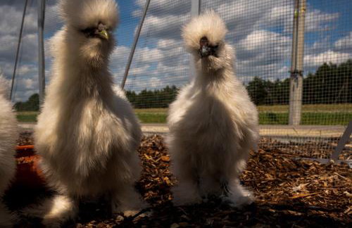 Stajnia Smaku - Photo 12