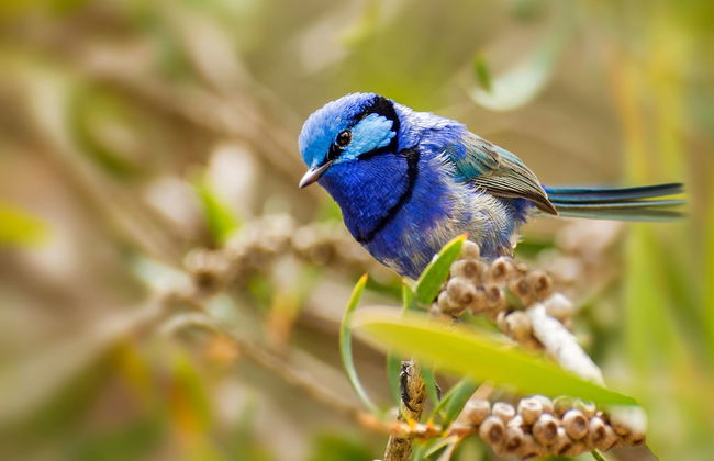 Bussells Bushland Cottages - Photo 26