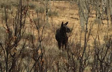 Whistle Pig Retreat at 22 West Cabins and Recreation - Foto 21