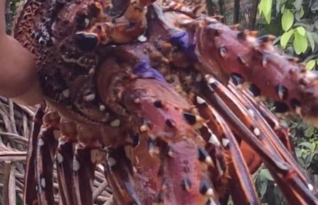 Beachfront Oasis in Mahambo, Madagascar - Chalet Retreat - Foto 9