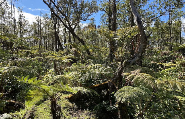 Volcano Rainforest Lodge - Foto 65