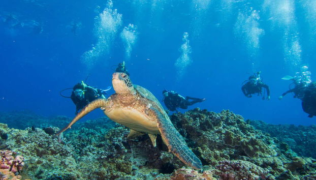 Desfrutando de uma imersão em Lahaina