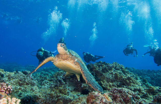 Immersione per principianti a Lahaina - Foto 2