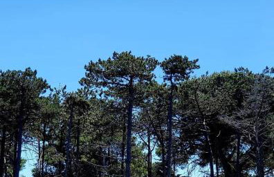 New family apartments Franka, Sabunike - Photo 25