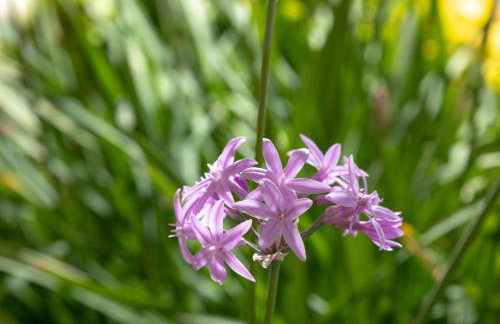 Villa Paradiso: Near beach, superb pool and garden - Photo 51