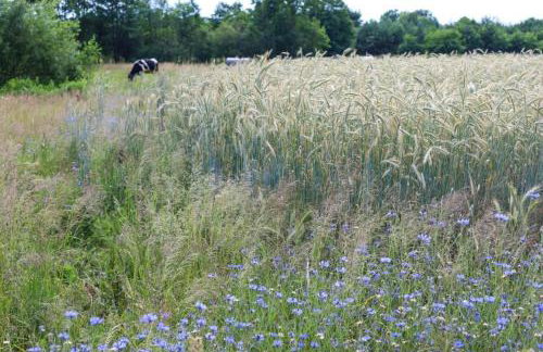 Oaza Święty Spokój - Tiny House z Balią i Jacuzzi przy rzece Narew - Foto 7