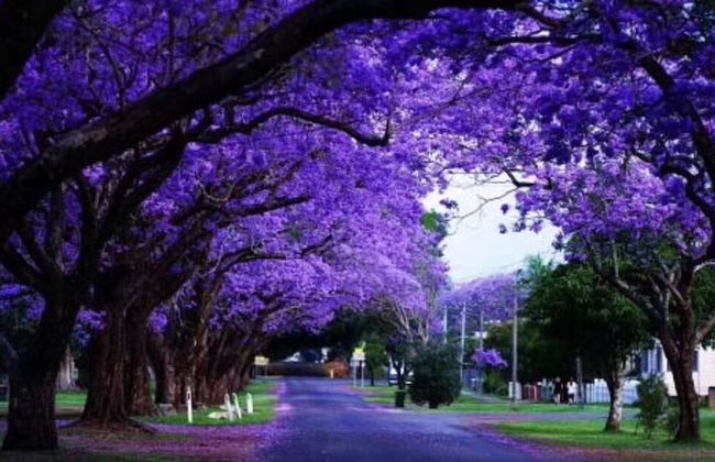 Park view on the City Fringe - Foto 17