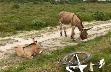 Holly Tree Cottage - 3 bedrooms and large garden with optional glamping double outside - Foto 56