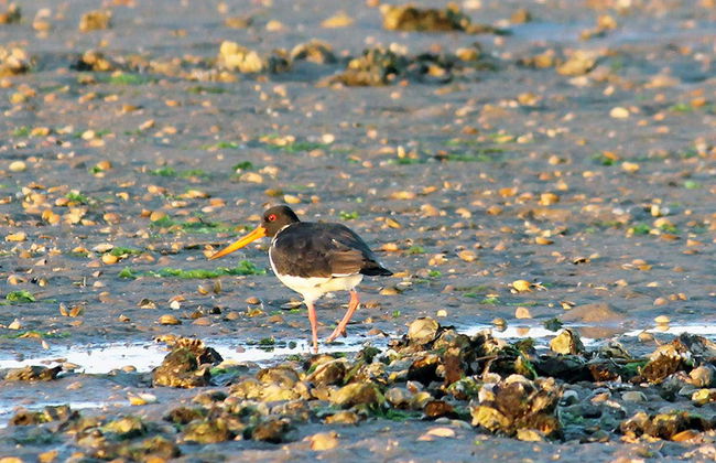 Ria Formosa Bird Watching - Foto 6