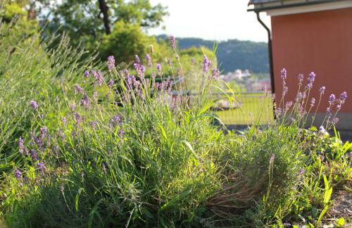 Host alla Millenaria - Foto 32