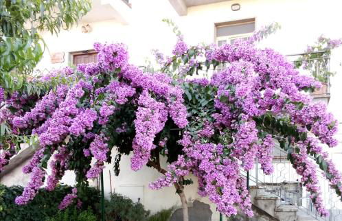 La Bouganville - Foto 39