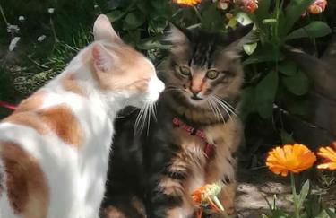 The jasmine house - Foto 17