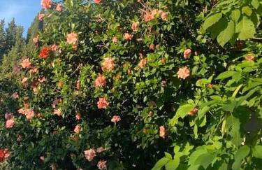 BugenVilla - South Corfu house - Foto 68