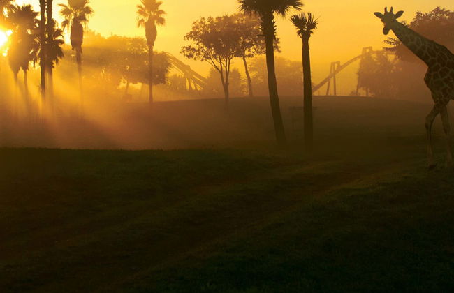 Entrada a Busch Gardens Tampa Bay - Foto 1