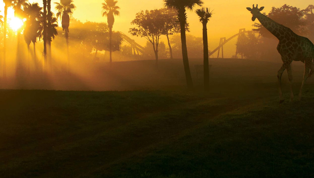 Biglietti per Busch Gardens Tampa Bay