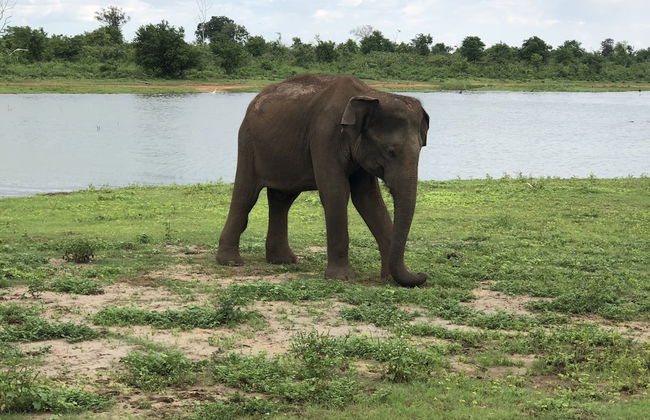 Plumeria Luxury Villas Udawalawe - Photo 34