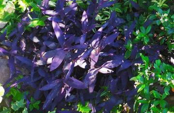 Olive Lemon Biophilic House & Lush Forest Garden - Foto 46