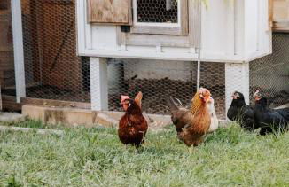 Belle Cottage - Photo 43