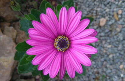 Can Pep Pardal - Foto 40