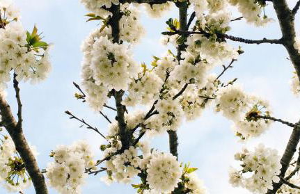 La Escribana - Photo 47