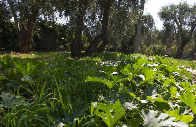 Tenuta Santa Maria - Foto 63