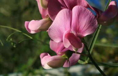 FeWo Sonnenblume mit sauna - Photo 32