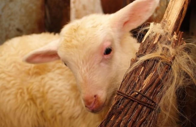 Agriturismo I Lapi - Foto 38