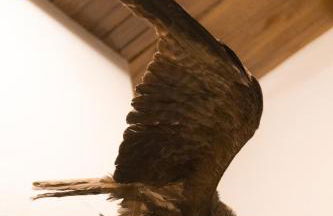 Chalet Corona - Foto 14