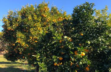 Traditional Portuguese Village House - Casa Martins no 52 - Foto 33