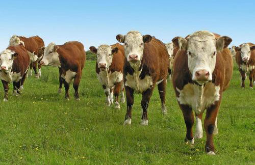 Holiday Apartment in the Countryside, Biskupice - Foto 49