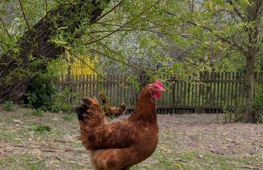 Michałówka Michaelhof - Foto 59