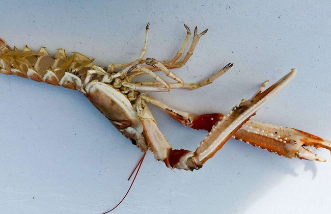 Holiday Home in Tornes I Romsdal - Foto 61