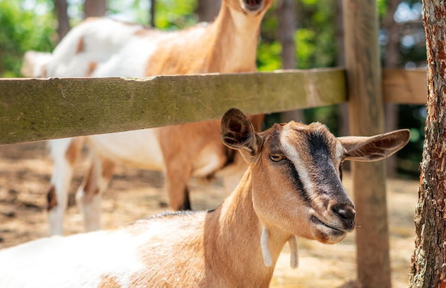 La Valle Dei Caprioli - B&B - Foto 33