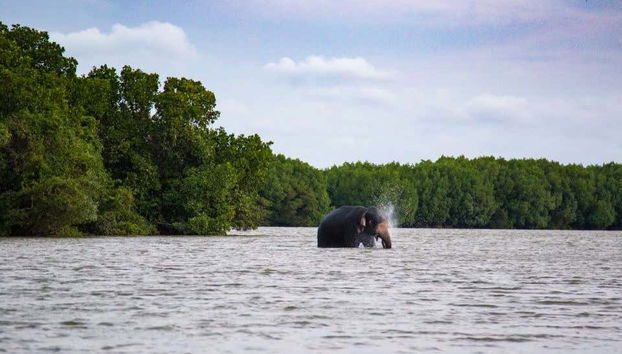 Pottuvil Lagoon Mangroves Private Boat Trip - Foto 2