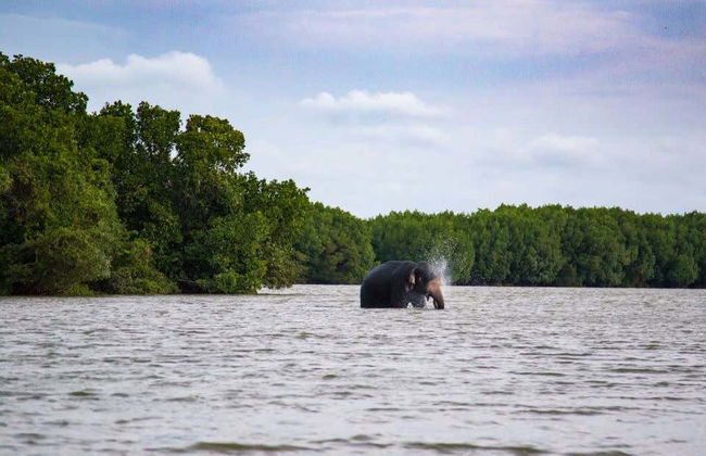 Passeio privado de barco pelos manguezais de Pottuvil - Foto 1