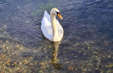 Idyllic period cottage, Ramsbury, Nr Marlborough - Foto 36