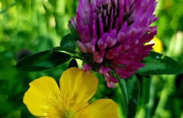 Hagg Hill Farm - Dog & Horse Friendly Near Newcastle - Foto 37