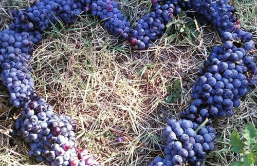 Agriturismo Il Gelso - Foto 51